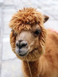 Close-up of a alpaca