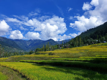 Scenic view of field against sky