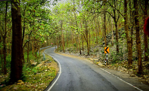 Rear view of road amidst trees in forest