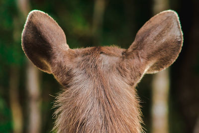 Close-up of a dog