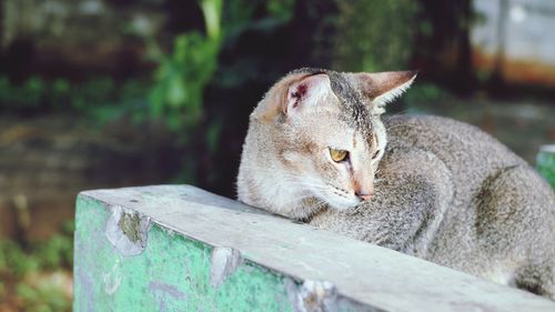 Close-up of cat