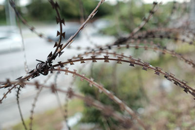 Close up of barb security wire next to a street