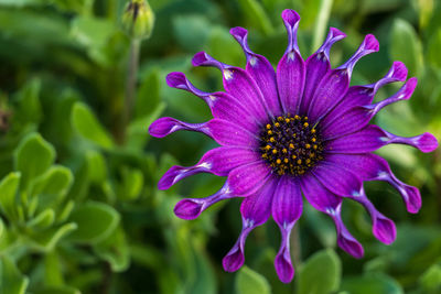 Close-up of purple crocus flowers