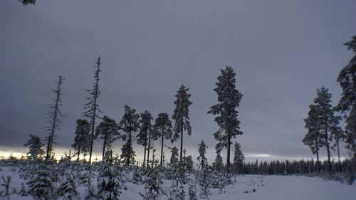 Trees on snow covered field against sky