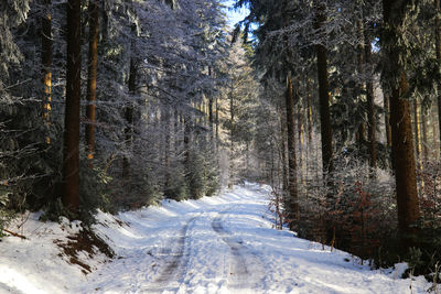 Trees in forest during winter