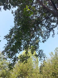 Low angle view of trees against clear sky