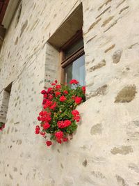 Low angle view of red flowering plant on building