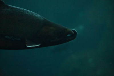 Fish swimming in sea