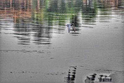 Swan swimming in lake