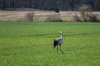 Bird in a field