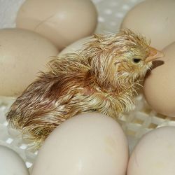 Close-up of young chickens on eggs