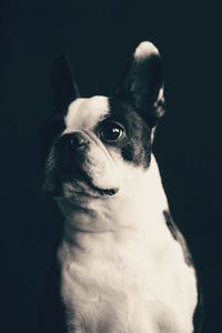 Close-up of dog against black background