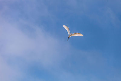 Low angle view of great egret flying in sky