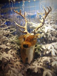 Close-up of crab in snow