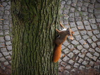 Close-up of squirrel on tree trunk