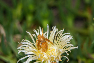 Close-up of flower on plant