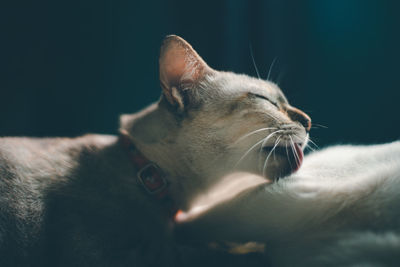 Close-up of cat looking away