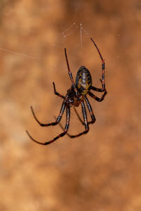 The european cave spider meta menardi in a cave close up photography