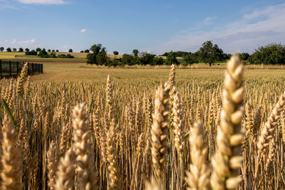 View of wheat field against sky