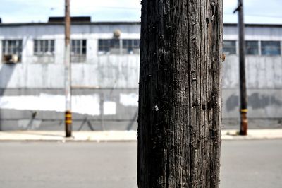 Close-up of tree trunk