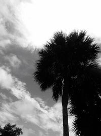 Low angle view of palm trees