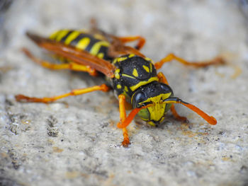 Close-up of insect on rock