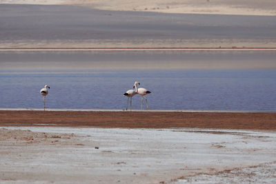 Seagulls on beach