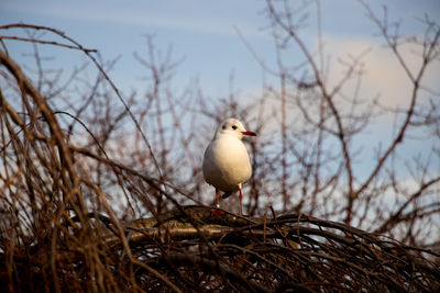 Bird perching on branch