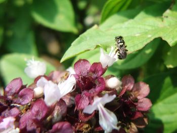 Close-up of bee on flower