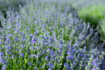 Close-up of purple flowering plants on field