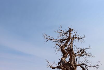 Low angle view of bare tree against blue sky