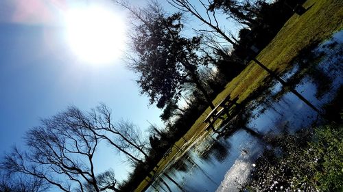 Sun shining through trees