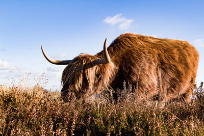 Low angle view of cow standing on field against sky