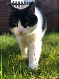 Cat looking away on field