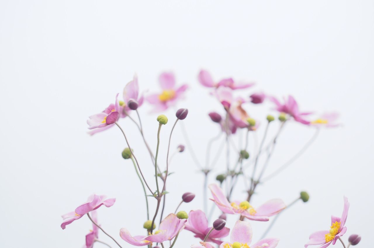 flower, freshness, fragility, growth, petal, beauty in nature, pink color, close-up, plant, flower head, selective focus, nature, blooming, white background, in bloom, focus on foreground, springtime, growing, no people, blossom