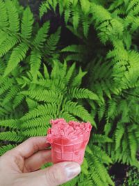 Midsection of person holding pink leaves