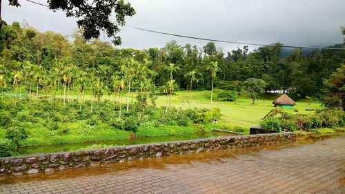 Trees in garden