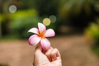 Close-up of hand holding pink flower