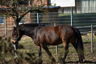 Horse standing on field