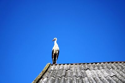 Low angle view of seagull perching on wall