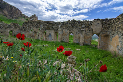 Red poppy flowers growing on field against sky