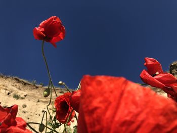 Close-up of red rose against the sky