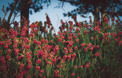 Close-up of red flowers against trees