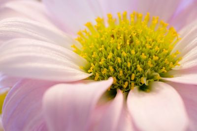 Close-up of yellow flower