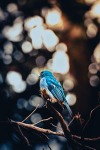 Close-up of a bird perching on branch