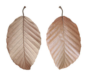 Close-up of dry leaves against white background