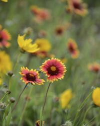 Close-up of yellow flowers blooming on field