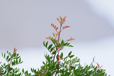 Close-up of flowering plant against clear sky