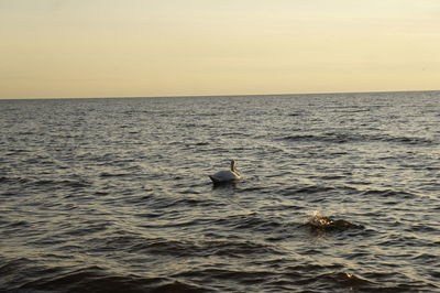 View of swans swimming in sea