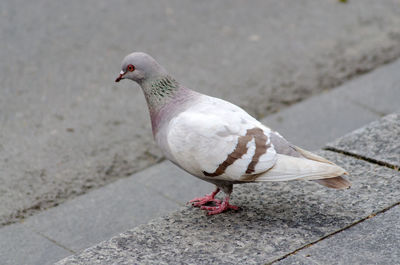 High angle view of pigeon perching on footpath